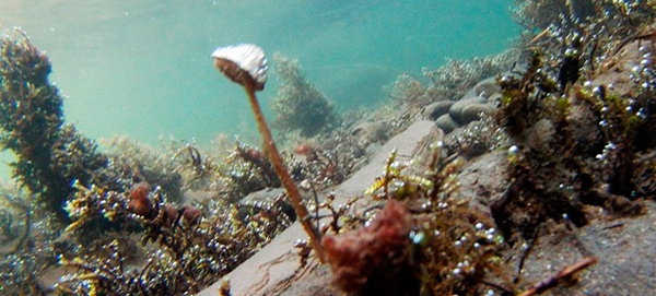 Psathyrella aquatica